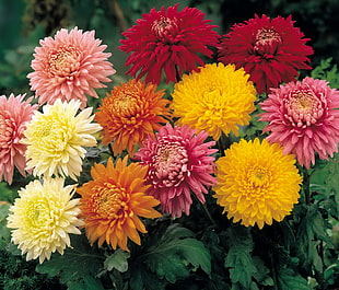 assorted color of petaled flowers