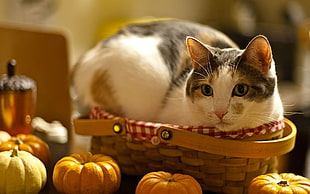 shallow focus photography of white and gray cat on basket
