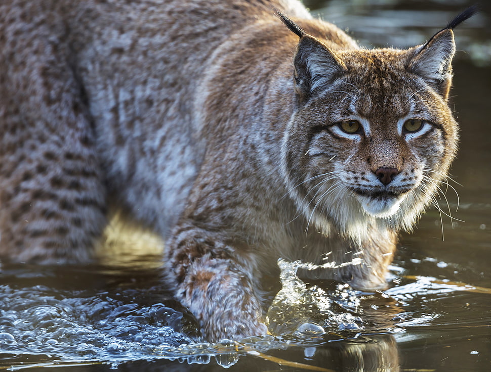 lynx bob cat HD wallpaper