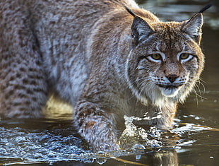 lynx bob cat