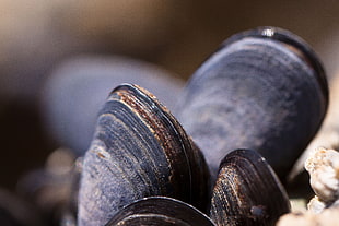 close-up photo of shells during daytime