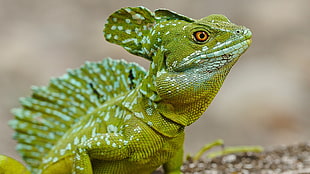 green and teal iguana, animals, nature, lizards HD wallpaper