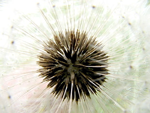 macro photography of a Dandelion flower