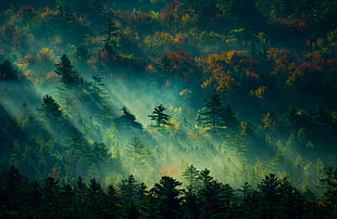 green trees wallpaper HD wallpaper