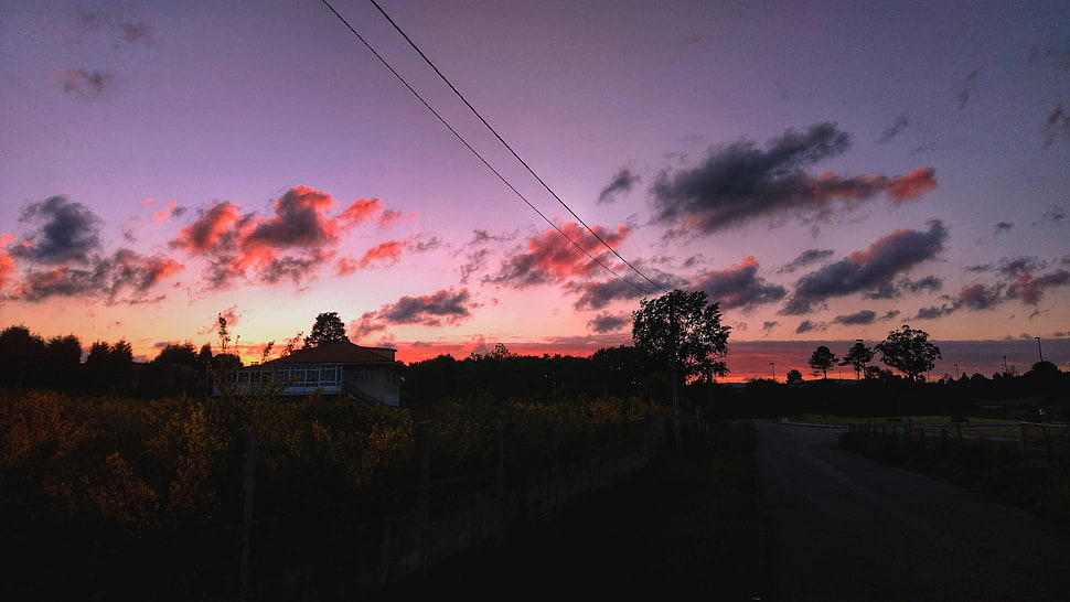 green leafed plants, Sunset, Sky, Road HD wallpaper