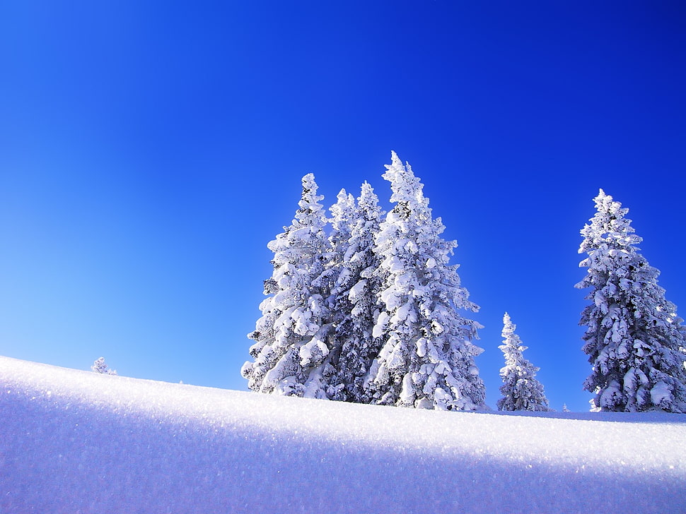 snow-covered pine trees HD wallpaper