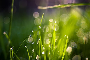 macro photography of dew drops on green grass