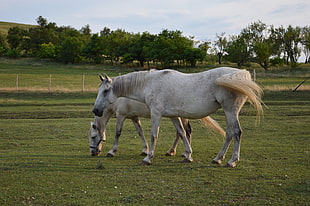 two white horses, animals, horse, nature, sunlight HD wallpaper