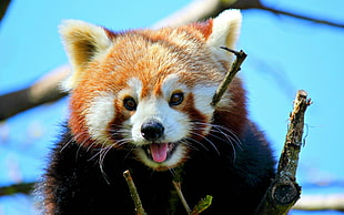 red panda, animals, mammals, red panda HD wallpaper