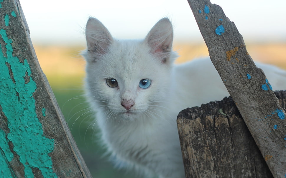 selective focus photo of odd-eyed medium-furred white cat HD wallpaper