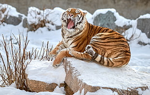 tiger on rock photo, big cats, animals, tiger HD wallpaper