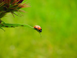 spotted Ladybug on green leaf during daytime