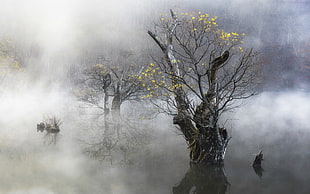 yellow leafed tree, nature, landscape, mist, morning