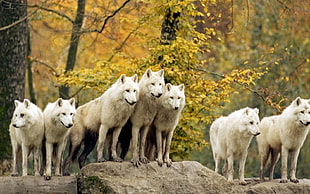 pack of white wolves HD wallpaper