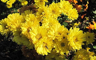 yellow petaled flowers HD wallpaper