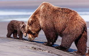 family of bear near sea shore