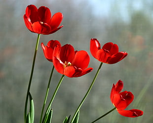 closeup photo of five red petaled flowers