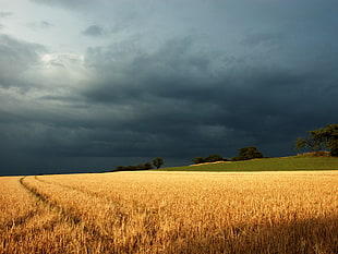 grain field, landscape, field, sky HD wallpaper