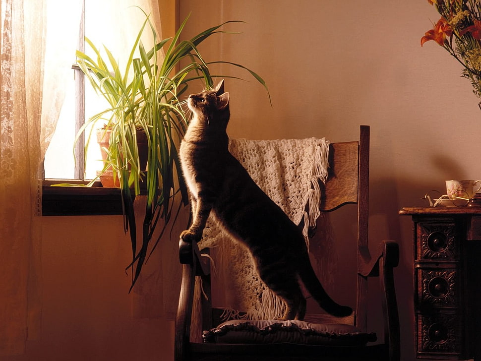 brown cat on brown wooden chair beside green leaf indoor plant HD wallpaper