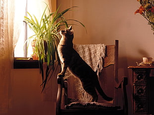 brown cat on brown wooden chair beside green leaf indoor plant