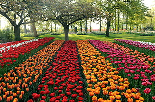 orange and red flowers lot near green leaved trees during daytime