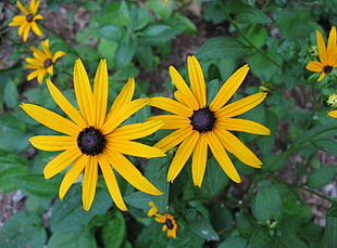 selective photo of two yellow petaled flowers