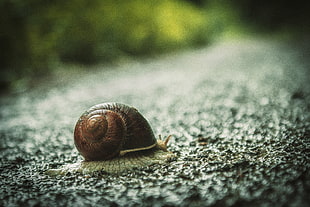 brown snail HD wallpaper