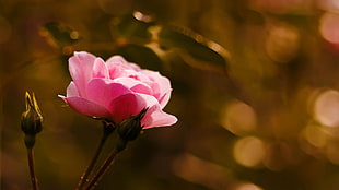 pink rose flower in bokeh photography