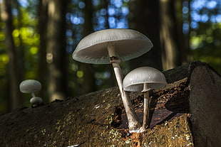 three white Mushroom plants HD wallpaper