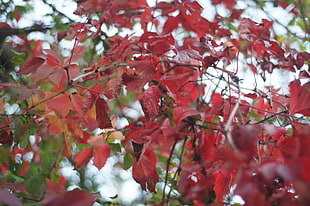 red leaf tree, red, leaves, fall