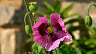close up photo of pink 3-petaled flower