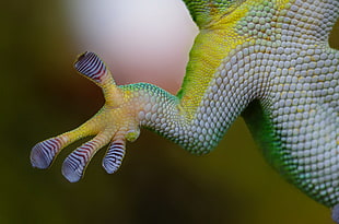 close up shot of green, yellow, and white lizard