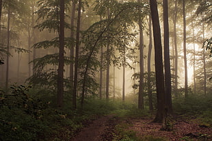 forest wallpaper HD wallpaper