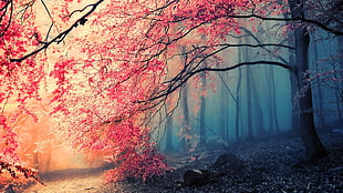 landscape photo of forest
