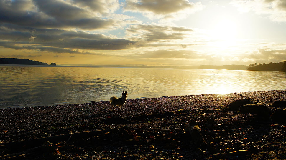 brown dog, lights, glowing, beach, waterfall HD wallpaper