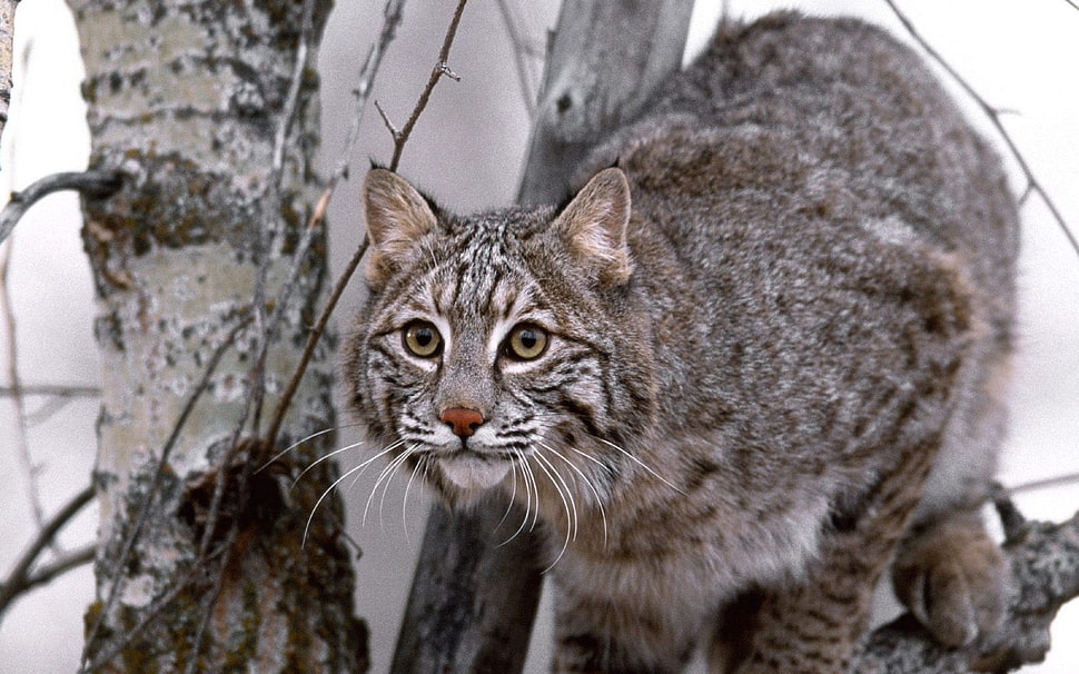 gray Pallas cat standing on tree branch HD wallpaper