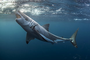 great white shark, animals, shark, underwater, Great White Shark HD wallpaper