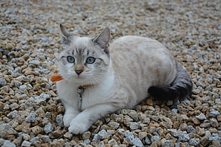 short-coated black and white cat