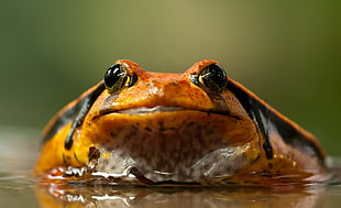 brown frog during daytime