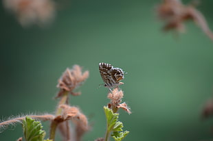 close-up photography of brown butterfly perched on flower