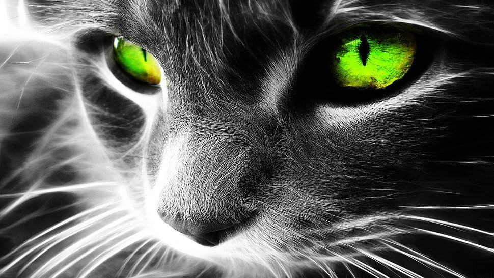 short-fur gray cat 3D wallpaper, cat, Fractalius, green eyes HD wallpaper