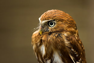 brown pygmy owl