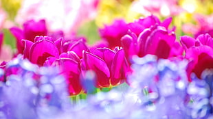 close-up photography of bed of purple roses