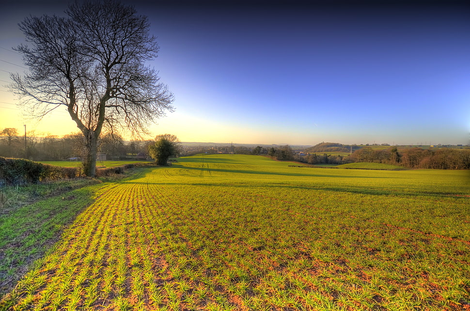 bar tree surrounded by green grass field during day time HD wallpaper