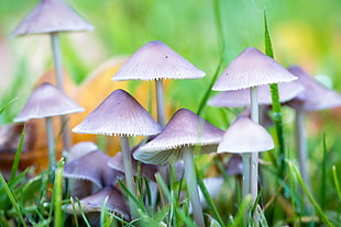 purple and white mushroom beside green grass