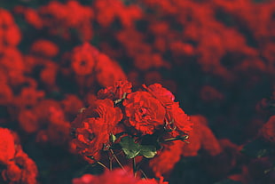 red petaled flwoer, red, red flowers, rose HD wallpaper