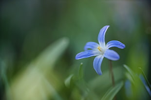 shallow focus on blue petaled flower