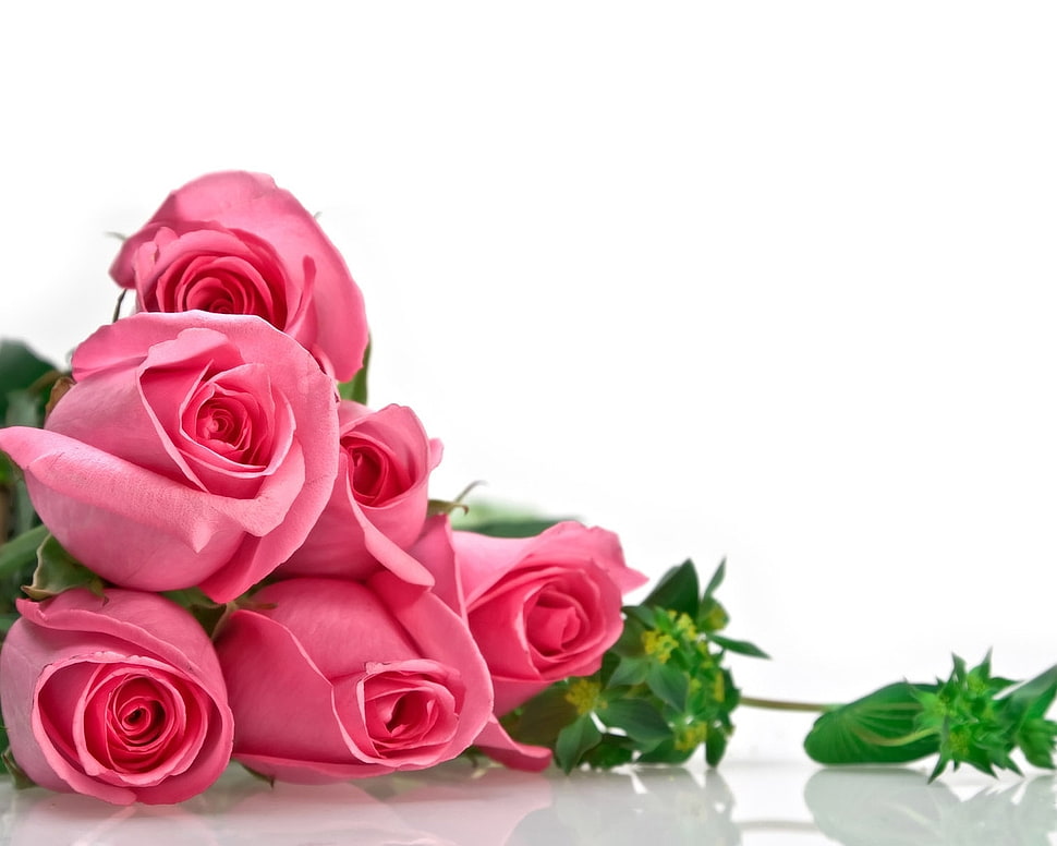 bunch of pink rose flowers HD wallpaper