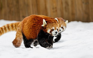 two red pandas, animals, snow, red panda HD wallpaper