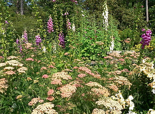 white yarrow and pink foxglove flowers during daytime